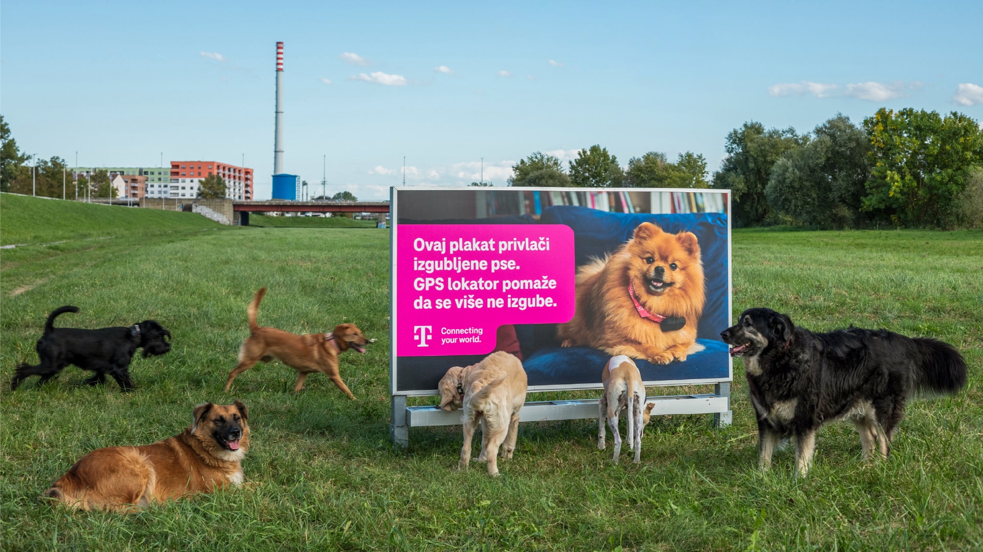 Plakat koji pronalazi izgubljene pse